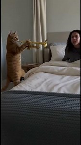 Cat Plays Trumpet as Alarm Clock - Noisy Morning Wake-Up! 🐱🎺⏰😱