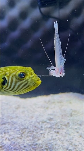 Puffer Fish Eating Fish #pufferfish #puffer