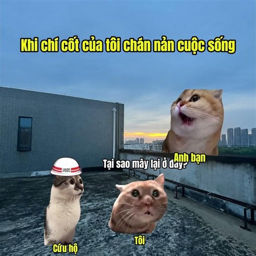 Khi anh bạn của tôi cảm thấy buồn #cat #meme