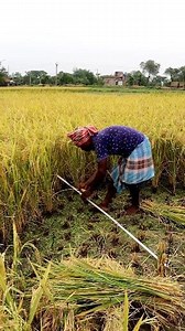 819K views · 1.7K reactions | Did You See Such Paddy Harvesting? Hi...