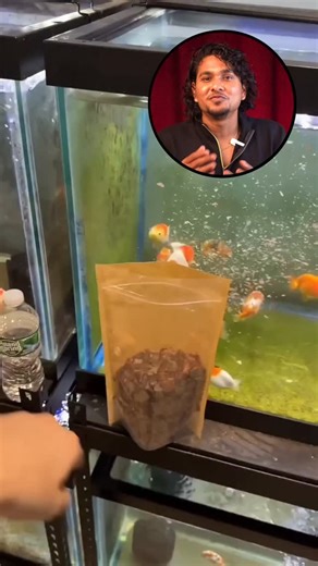 RagavBarani | Automatic fish feeder for easy care 🐟 Smart • Timed • Reliable Comment LINK ❤️ Automatic Feeding Adjustable Timer Easy Setup... | Instagram