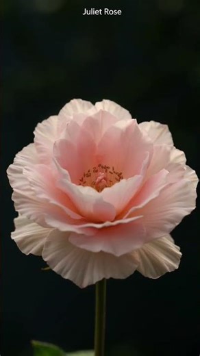 Juliet Rose - This Flower Blooms in Seconds… Unreal 🌸 #bloom #flower #nature #timelapse #asmr