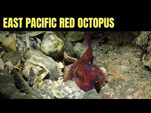 East Pacific Red Octopus 41 | Salish Sea Marine Wildlife