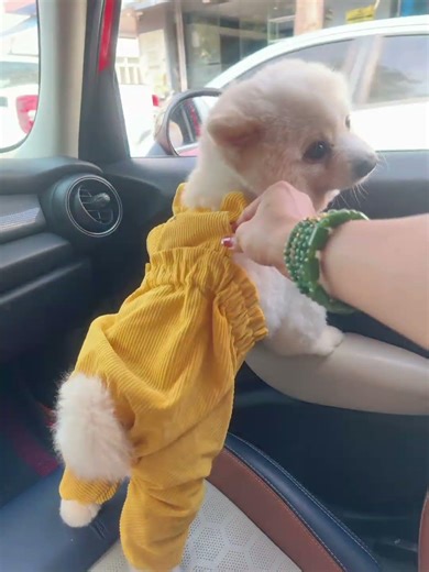 Gấu Chiko lên đồ đi caffe