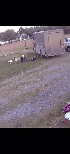 Have You Ever Seen Goats Play Dead