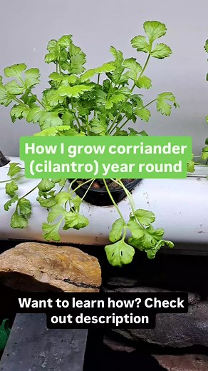 Cultivating Coriander Year-Round with Aquaponics