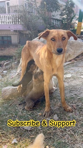Subscribe and Support. 🥺#youtubeshorts #viralvideo #viral #dog #shortsfeed #shorts #mother