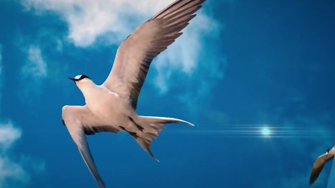 The Battle of the Birds: Falcon vs Eagle – Who’s the True Sky Master?