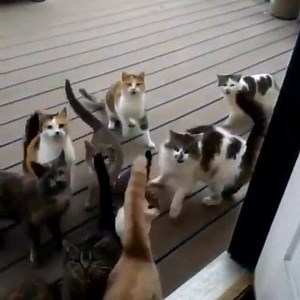 2.4K views · 333 reactions | How many #cats can you count? | Catology | Facebook