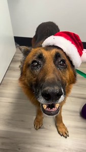 A little over a week ago, we said goodbye to Leo, formerly known as Eli, after nearly 2 years in our care as a part of our Forever Foster program. Leo came to us in December 2023 from SEACCA shelter after @sailorrrsarah posted his sweet face. He was being euth listed because of the giant tumor that sat on the top of his head like a bad toupee. We got it removed and held our breath waiting for results- cancer or not? When it came back benign, we were really hopeful Leo would have a long and happy