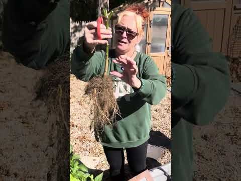 SUPER EASY How-to Over-Winter Your Pepper Plants!!!