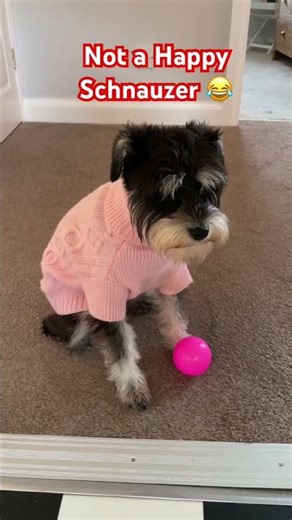 Miniature Schnauzer Puppy HATES Her New Pink Jumper 😂💗#Shorts