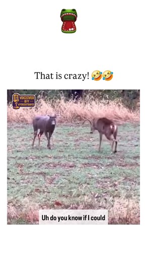 Daved Wilkins on Instagram: "Come into my woods you gonna leaf in a body bag. #yougotdaved #voiceover #deer #huntingseason"