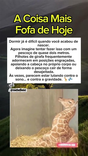 A Coisa Mais Fofa de Hoje