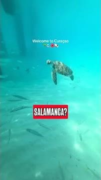 CURAZAO se clasifica para el MUNDIAL 2026: ¿Qué sabemos de esta Selección?