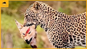 15 Moment Brutal Angry Hippo Attacks Everything Under The Swamp Animal Fights | Jeremiah Walters