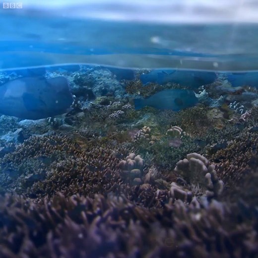 200K views · 1.5K shares | One of our planet’s most beautiful underwater ecosystems is under threat. #BluePlanet2 | BBC Earth | Facebook