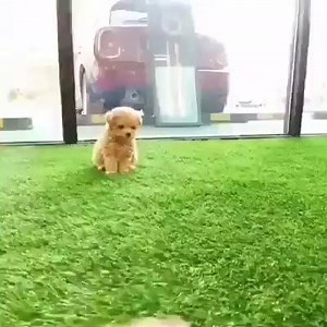 Este cachorrito parece un peluchito de miniatura 😍 | Telemundo