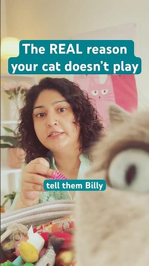 Why your cat doesn’t play (and what to do about it!) #catbehavior #catplaytips #cattoys #cats #cat