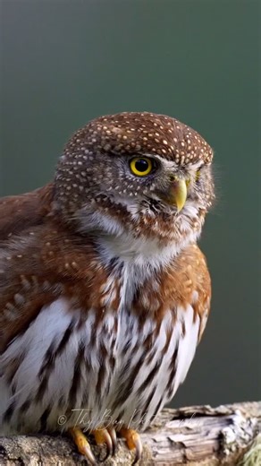 Northern Pygmy Owl 🦉 -————— How do you capture a shot like this? There are three realistic paths: 1. Attend a workshop — typically ranging from $300 to $6,00, depending on location and expertise. 2. Spend extensive time in the field — days, months, sometimes years — waiting for the perfect moment, often with extremely low odds of success. 3. Use AI tools — invest $2 to $50 in a high-quality prompt and generate the image instantly, right on your screen. —————— . . . . . . . #thypygmyowltour #nor
