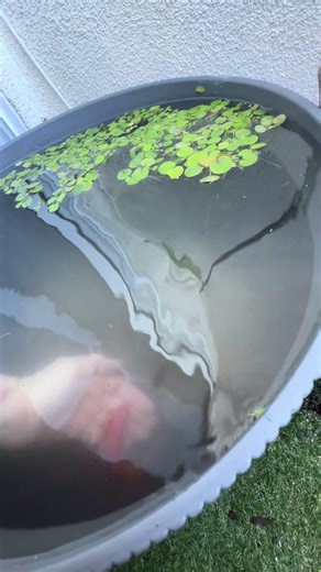 Water change every 2 days till I get a solar powered filter #fyp #nature #plants #food #love