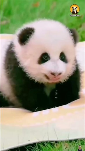 Adorable baby pandas귀여운 아기 판다들 #둥이 #funny #animals #cute #nature