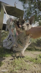 Our adorable Kangaroo Joey 'Lizzie' just loves getting her belly tickled. | Symbio Wildlife Park