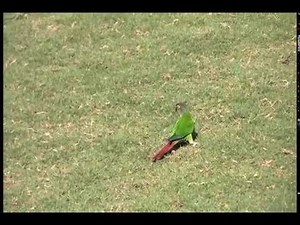 Oscar Wild Green Cheek Conure Free Flight At Georgia Tech