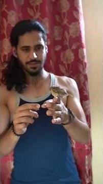 The Art of Raising a BABY SPARROW *Rescued #sparrow #statebird #birdrescue #sparrowconservation