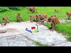 Fake Snake Banana Prank On Monkeys Very Funny-You Can't Stop Laughing | Snake vs Monkeys-Part 4