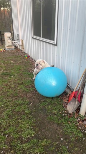 144K views · 7.1K reactions | Time for Teddy Bug’s birthday surprise! He wasn’t sure what was going on, but we sure had fun! Oh Augie & Gigi… | Augie Doggy’s Place | Facebook