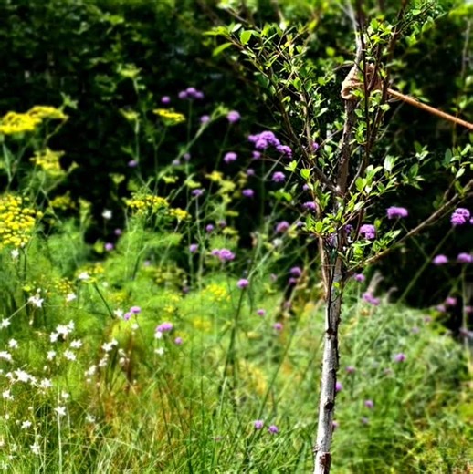 Just a few months old, this meadow garden in East Brisbane could be a million miles from the city. | SEED Landscape Design