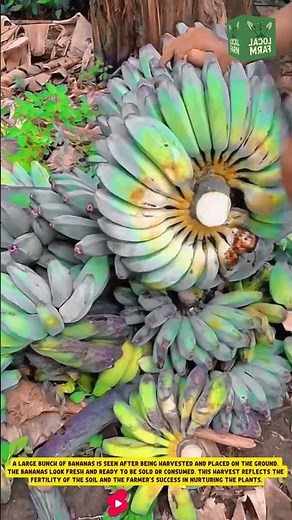 A large bunch of bananas is seen after being harvested and placed on the ground. #agriculture