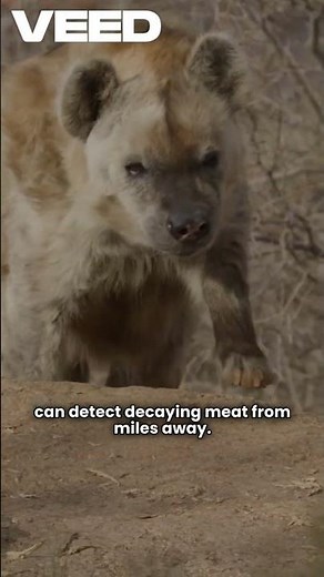 The Hyenas That Follow Lions Using Smell Alone 🦁👃