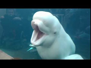 The majestic beluga whale song.