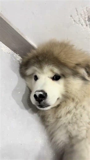 Rescuing My Alaska Malamute: A Heartwarming Home Transformation