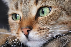 Why Do Cats Have Whiskers? The Reasons, According to a Vet