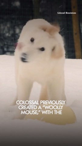 Dire Wolves Return from Extinction: How Ancient DNA Is Bringing the Game of Thrones-Famous Puppies Back to Life