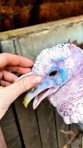 What is that FLOATING skin on a turkey? 🦃🤔 #shorts #trending