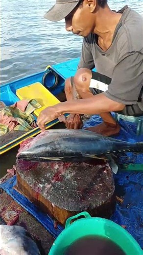 Watching a skilled young man demonstrate how to cut fresh tuna #fypシ #shorts #bluefintuna #fish