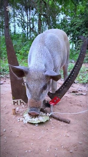 How to make a trap #survival #wildliferescue #animaltrap #bushcraft #birdtrap