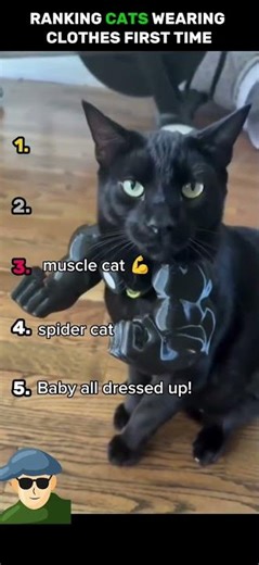 Ranking funniest cats wearing cloths first time #cats #trend