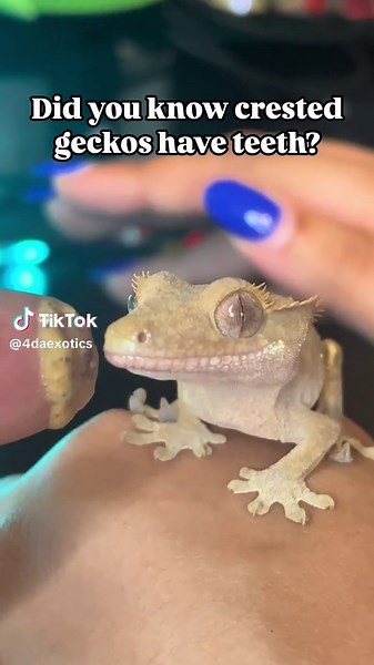 Understanding Crested Gecko Teeth Facts