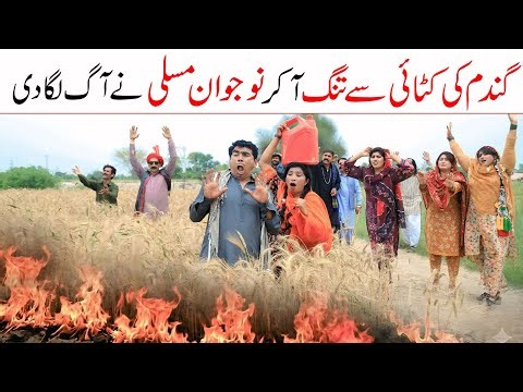Wheat season | Ramzi,Noori, Bilo,Shoki, Sanam,Ch Kukki,Falak Sher,Funny Video Rachnavi Tv