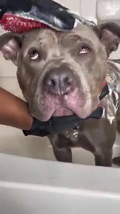 3.1M views · 161K reactions | dog bath time routine moisturization spa day ❤️ #reignstormpit #dogsofinstagram #pitbull #grooming #dogstagram #doggrooming #dogbath #aesthetic #satisfying #asmr #asmrsounds #cutedog #bluenose #doglover #dogmomlife #dogspa #relax #relaxing #viral #explorepage #explore #bath #nightroutine #doglife #dog | reignstormpit | Facebook