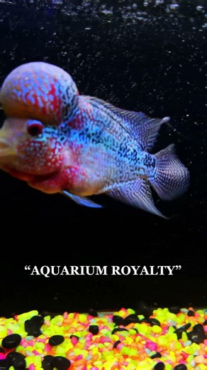 Aquarium Royalty 👑 Stunning Flowerhorn Fish #aquarium #arowana