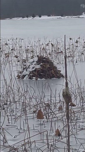 Muskrat Hut. #oldschoolalaska #nature #muskrat