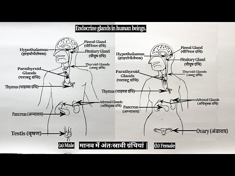 How to Draw Endocrine Glands step by step for beginners !