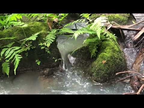 Natural Stream Sounds for Relaxation and Sleep | Raw Water Sounds