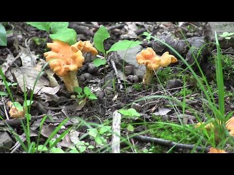 Pennsylvania Chanterelle Mushroom Hunting